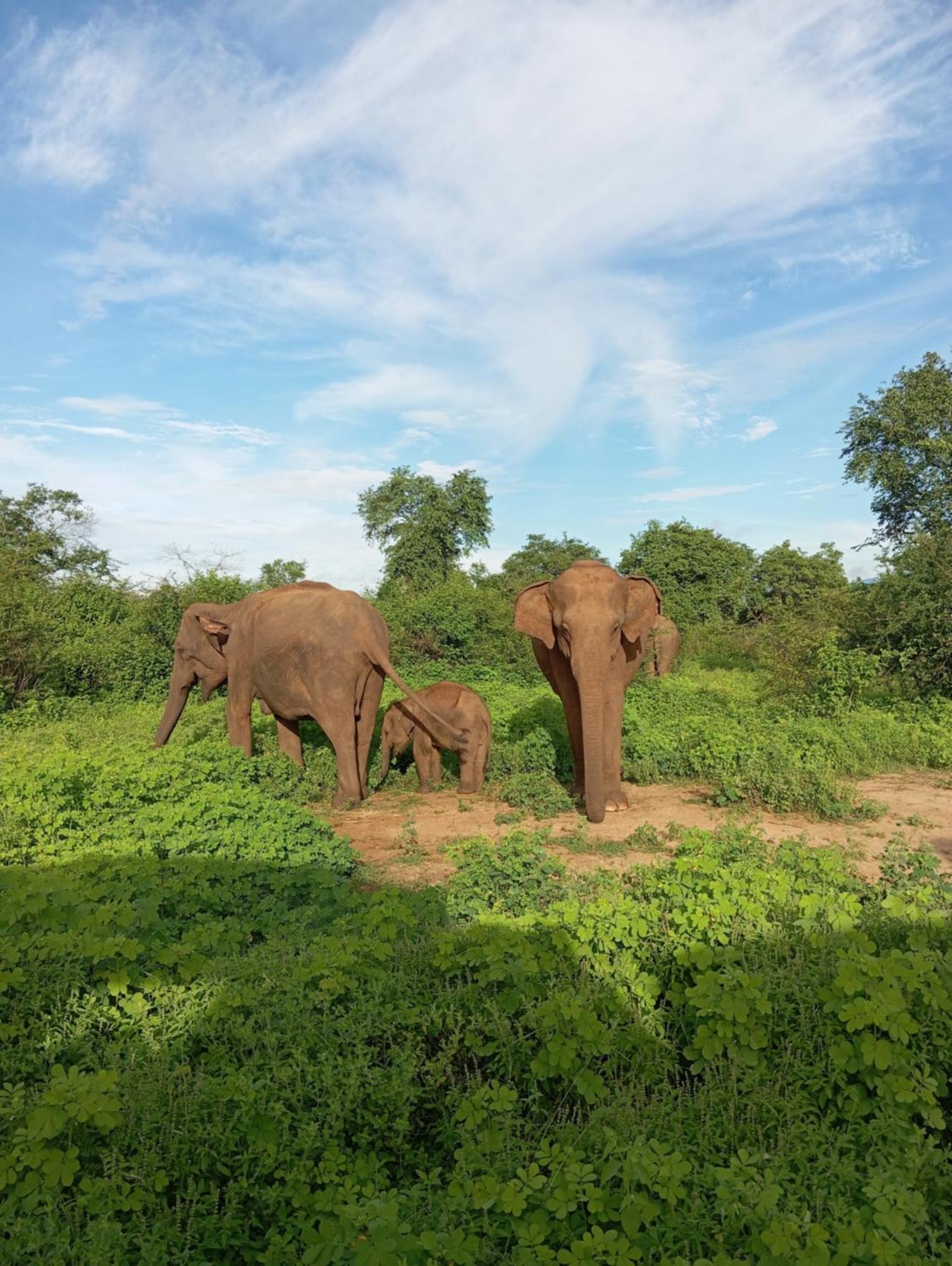 Tusker'S Paradise Safari Villa Удавалаве Екстериор снимка