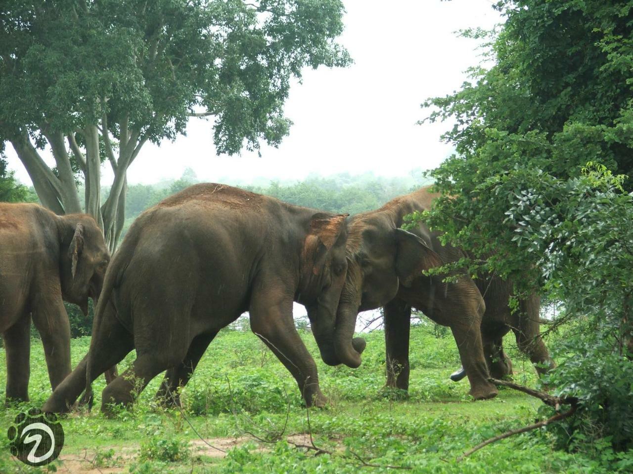 Tusker'S Paradise Safari Villa Удавалаве Екстериор снимка