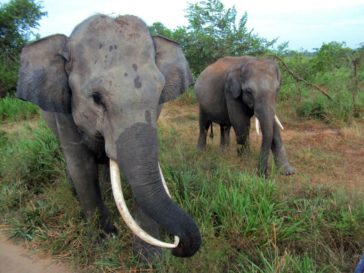 Tusker'S Paradise Safari Villa Удавалаве Екстериор снимка