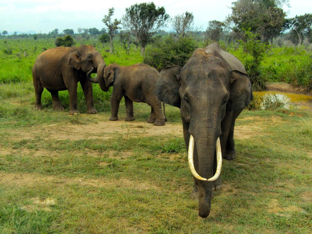 Tusker'S Paradise Safari Villa Удавалаве Екстериор снимка