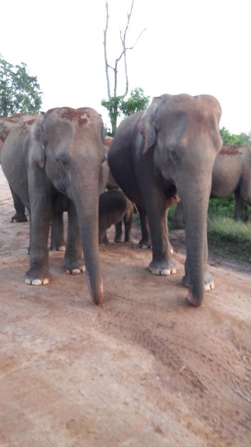 Tusker'S Paradise Safari Villa Удавалаве Екстериор снимка