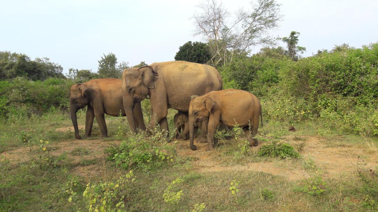 Tusker'S Paradise Safari Villa Удавалаве Екстериор снимка